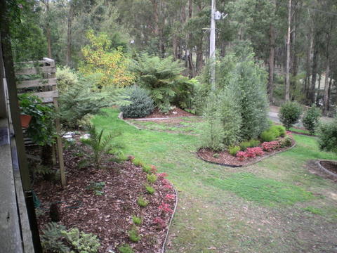 This is a slightly different angle of the same part of the garden after twelve months. The pittosporums are now about 12'.